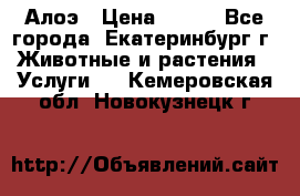 Алоэ › Цена ­ 150 - Все города, Екатеринбург г. Животные и растения » Услуги   . Кемеровская обл.,Новокузнецк г.